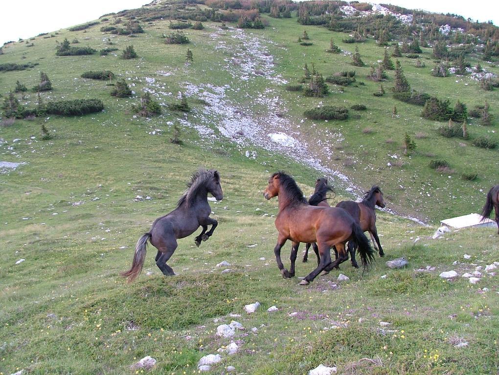 Vacation Home Kuca Za Odmor Красно Екстер'єр фото