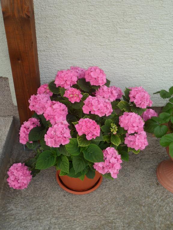 Vacation Home Kuca Za Odmor Красно Екстер'єр фото
